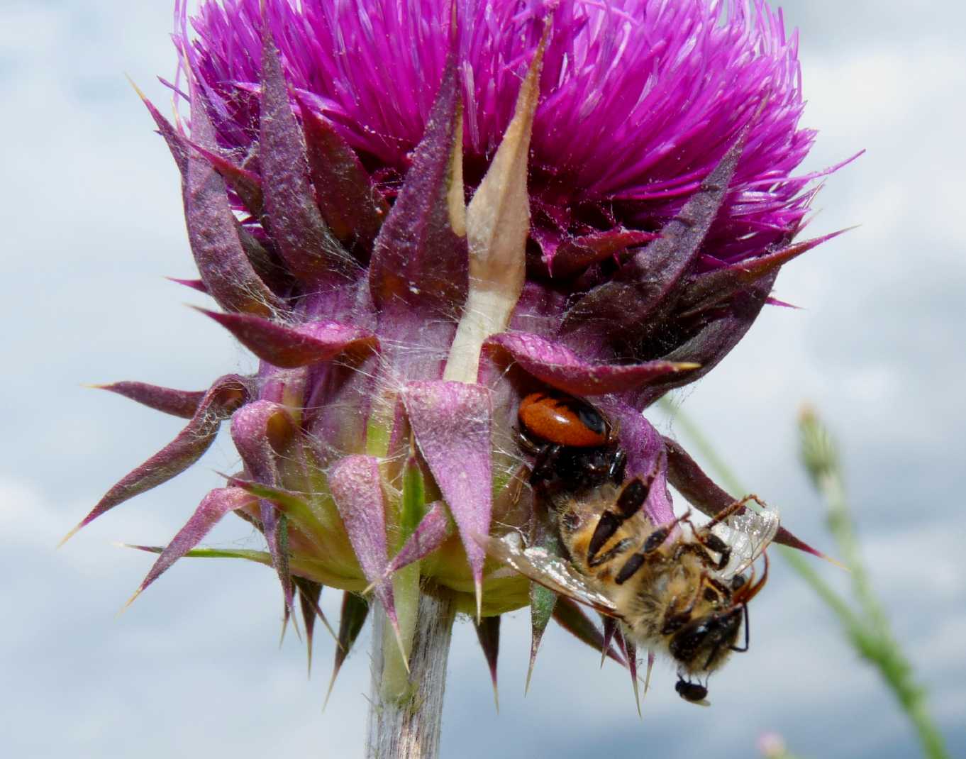 Moschine opportuniste - Milichiidae, Desmometopa sp.